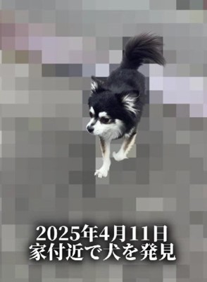 家の近くで出会ったわんこ