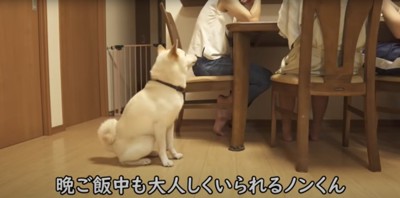 食卓を見つめながら座る柴犬