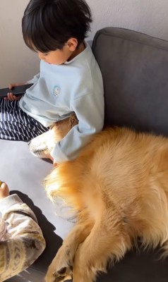 ひなたぼっこするゴールデンレトリバーと2人の子どもたち