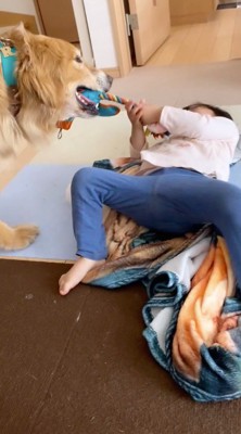 犬が咥えているおもちゃのロープを引っ張る女の子