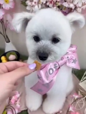 おやつをもらうぽんずくん