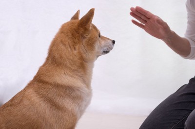 待てを指示される犬