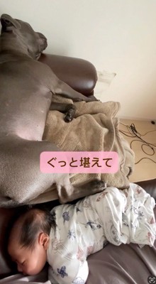 赤ちゃんの近くで眠る犬
