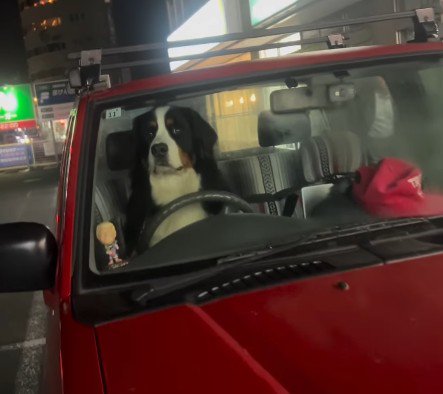 愛犬が運転席に！！