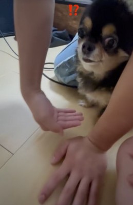 お手を求められる小型犬