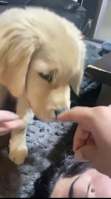 顔のそばで待機する子犬