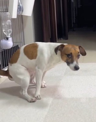 部屋の中で中腰になる犬