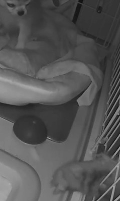 プイちゃんの身に起きた怪奇現象⑩