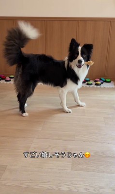 サンゴくんの言葉の理解度を検証⑩