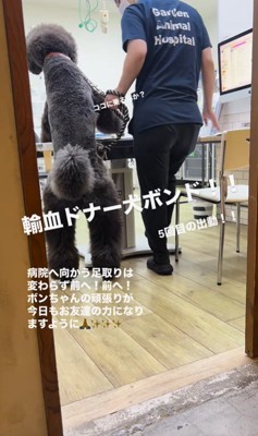 輸血ドナー犬として出動するボンドくん⑩