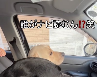 助手席に座る犬