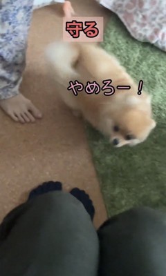 素早く駆け寄る犬