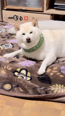 ムッとする柴犬
