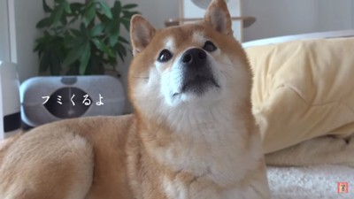 弟さんの来宅を知るはちくん