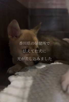 クレートの中で怯える赤ちゃん犬