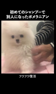 ふわふわ度アップ!