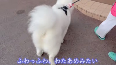 ふわふわのアイスちゃん