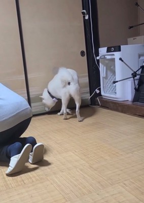 部屋の隅の匂いを確かめるように嗅ぐ犬