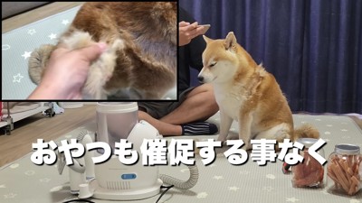 お利口なこむぎちゃんですが…