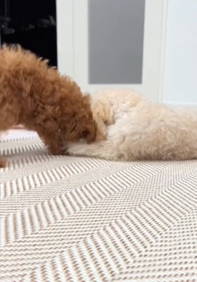 遊ぶ2匹の犬