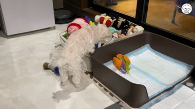 おもちゃを探すナナくん