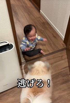 赤ちゃんを守る小太郎くん9