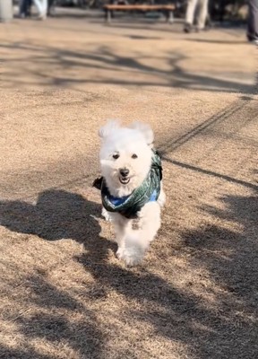 笑顔で駆け寄ってくる犬