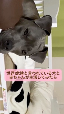 カメラに視線を送る犬