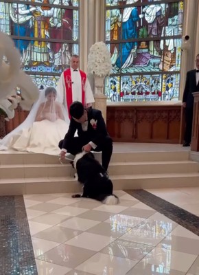 首を少し下げてあげる犬