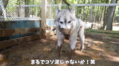 コソ泥のようなフィンくん