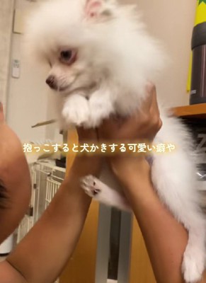 前足をスイスイ動かす癖