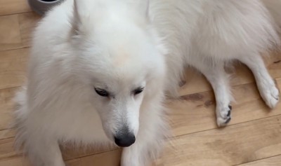 真上から見るとキツネさんに！