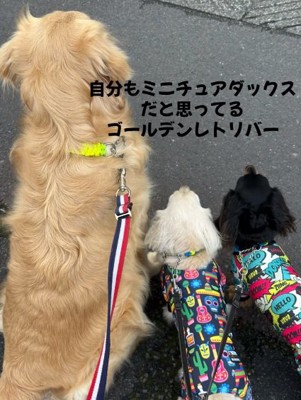 ステラちゃんとお兄ちゃんたち