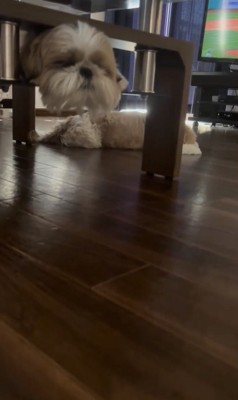 天板と少し下にある板の間にいるナチョちゃん