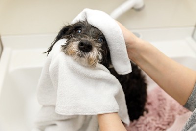 シャンプー後の犬