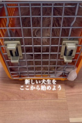 これから新しい犬生を始めよう