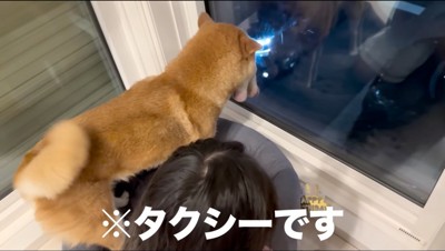 2階から外を眺める犬と女の子