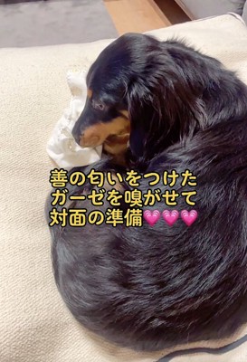 寝ている犬