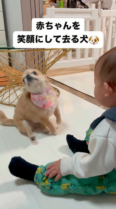 前足を上げて体の向きを変える犬