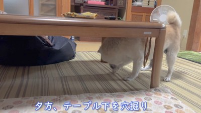 床をホリホリ