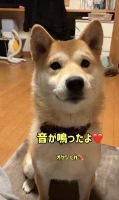 すごいでしょ