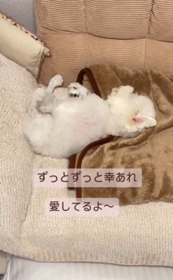 まめちゃんの変化7