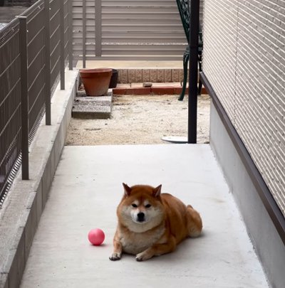 待つことに不安になる犬