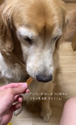 ヨシを言う飼い主さん