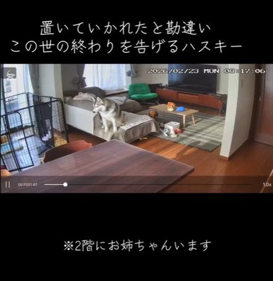 お留守番中のリンリンちゃん