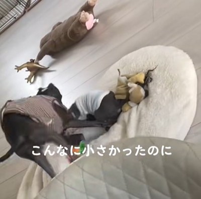 遊ぶスタンダードの先住犬とパピーのイタリアングレーハウンド