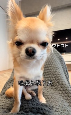 少し目を開けるチャイちゃん