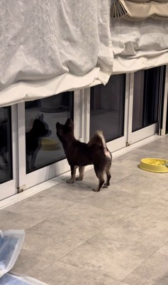 お兄ちゃんの帰りを待つこげまる君5