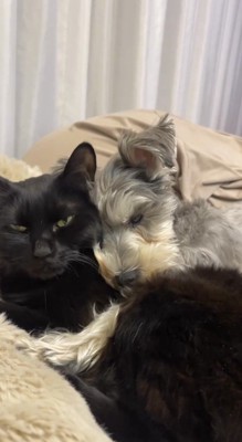 猫に抱きつく犬