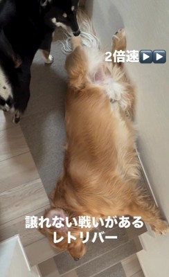 昼寝場所だけは譲れない！！